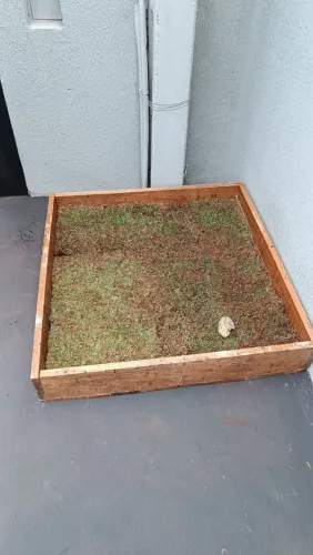 Caixa de pet urinar/ horta de apartamento