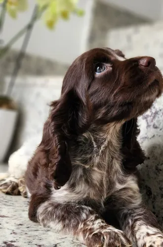 Cocker Spaniel - Linda Fêmea Pronta Entrega.