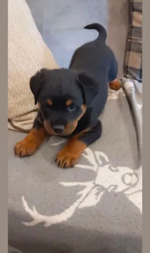 Rottweiler Disponibilidade aberta para esse filhotinho