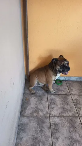 American Bully padreador,macho pra monta