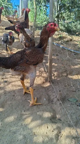 Galinha Índia gigante  top 