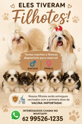 Cachorro shith tzu macho