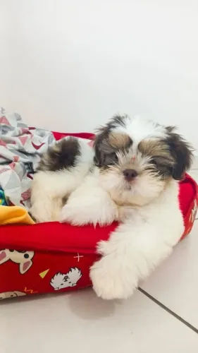 Shith tzu Bebê 90 dias