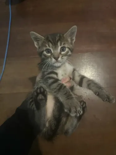 Doação de gatinho
