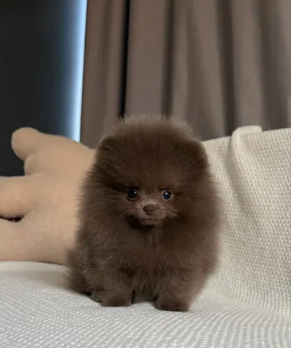     Faça o coração do seu amor derreter com um Lulu da Pomerânia 
