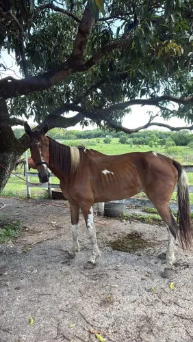 Vende cavalo