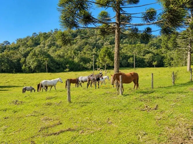 Tijucas do Sul - Fazenda 367 Há, 152 Alqueires, à 4km BR-376