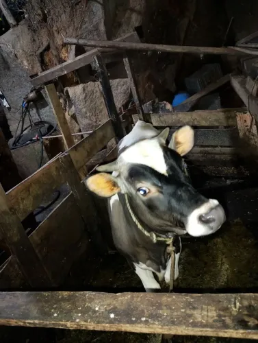 Vendo novilho jerrsy com holandês 