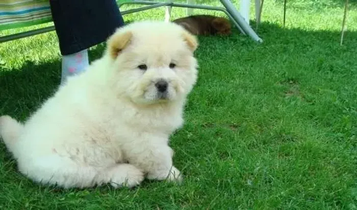 Chow Chow,Chow Chow Filhote Top Padrão da Raça