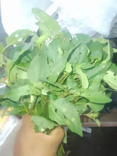 Vendo jambu para fazer tacaca
