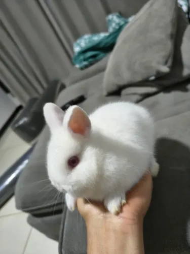 Mine coelho