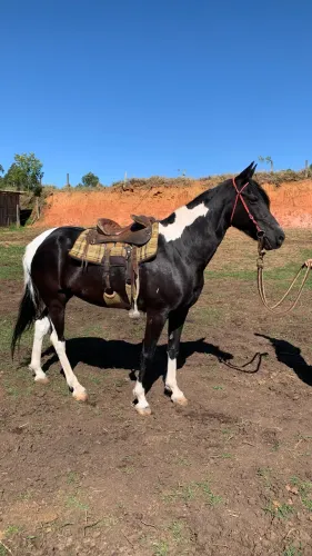 Égua Pampa de Preto