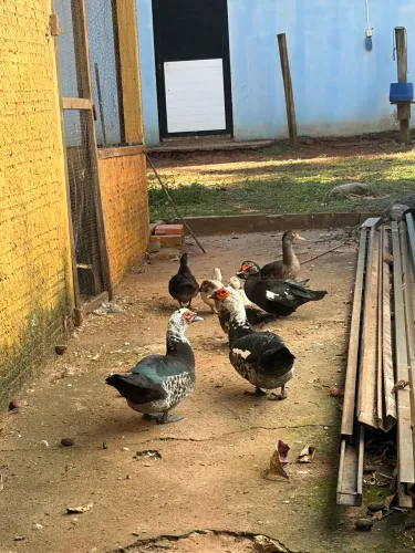 Vende-se patos 