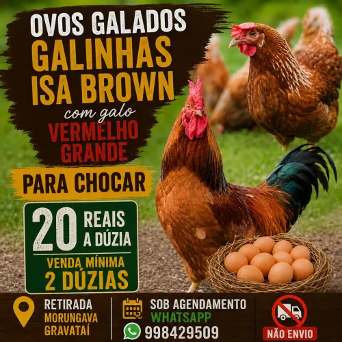 Ovos galados para chocar