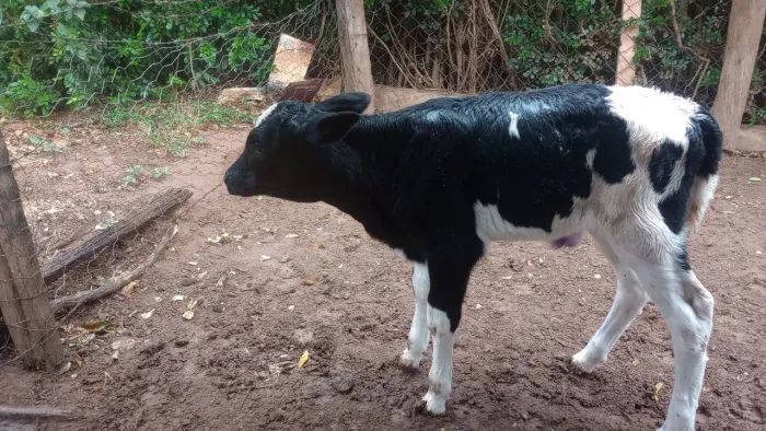 Bezerra Holandesa de inseminação está na mamadeira