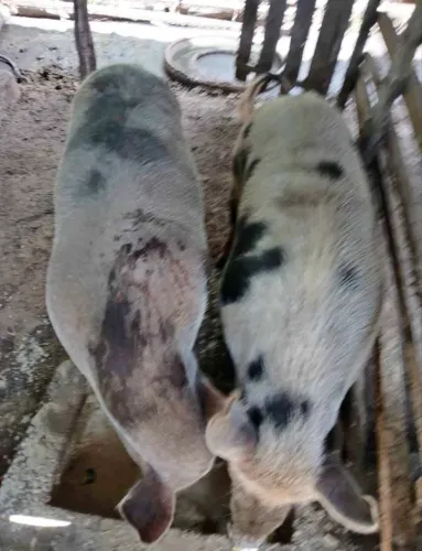 Doação de Porcos caipiras