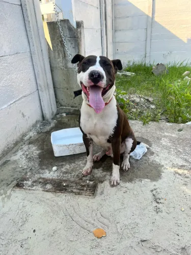Cachorro para adoção 