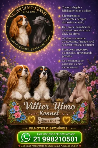 Cavalier Femea - Realeza e Luxo