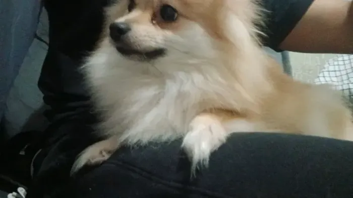 Spitz Alemã (Lulu da Pomerânia)