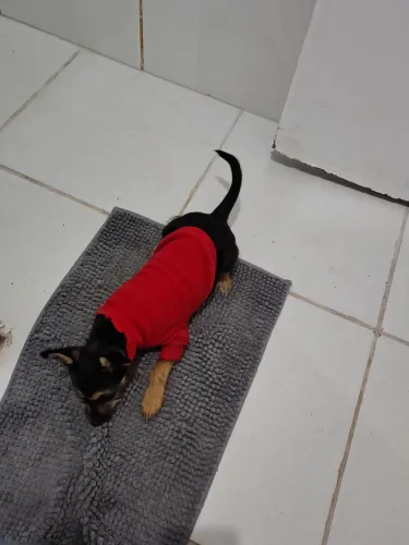 Doação de cachorro Pinscher *