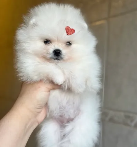 Filhotes Spitz Alemão