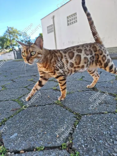Gata Bengal Grávida 