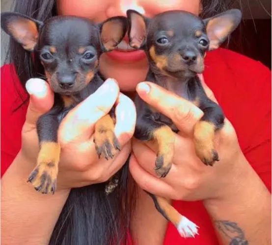 Lindos filhotes de Pinscher 0