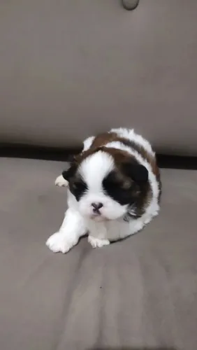 Filhote shih Tzu