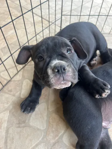 Filhote de American bully 