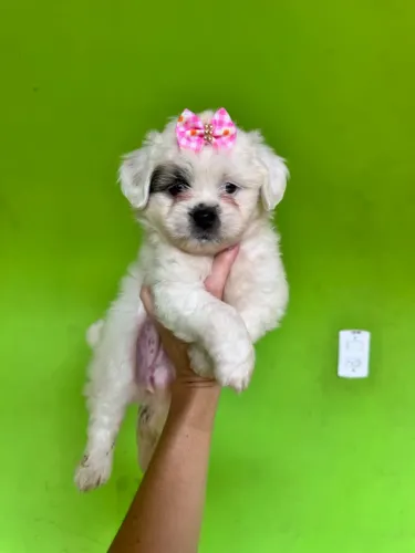 Lhasa apso macho branco