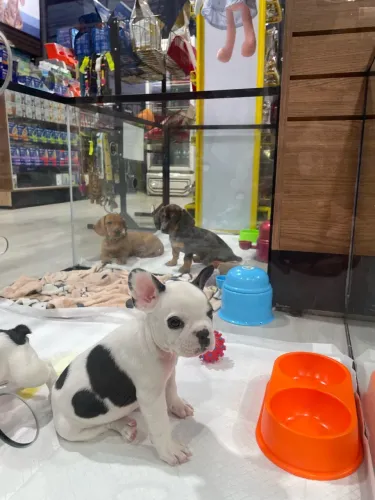 Filhote Buldogue francês
