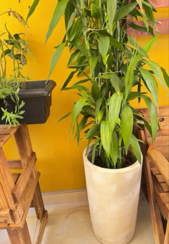 Vaso grande de plantas