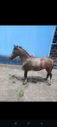 Mini pônei 