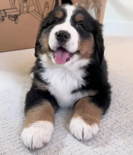 Filhotes de Bernese | Filhotes que roubam a cena.