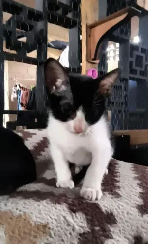 Doação responsável filhotes de gatinhos