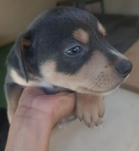 Cachorro filhote macho