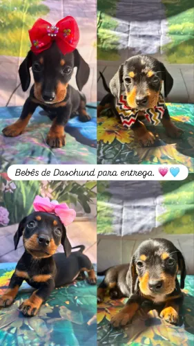 Bebês de Daschund disponíveis.