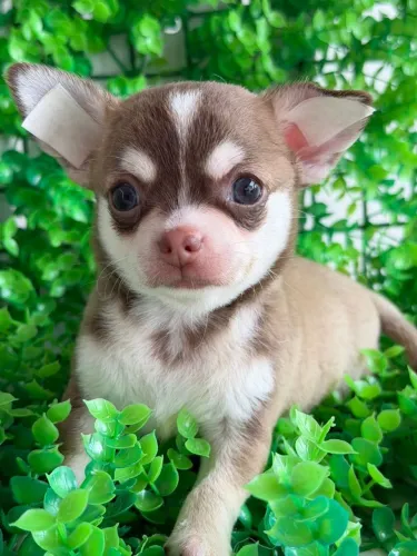 Chihuahua. Para os amantes da raça. Macho Pêlo curto marcação Husky