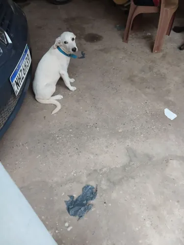 Estou doando esse cachorro macho