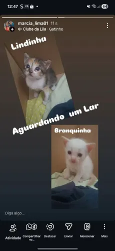 Essas lindas gatinhas estão procurando um lar cheio de amor, carinho e proteção! 