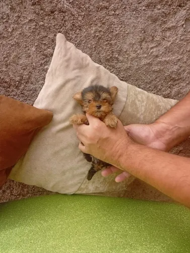 Filhotes de raça pequena disponíveis York Machos e Fêmeas