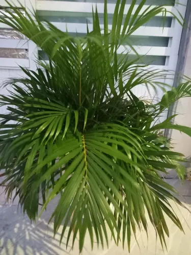 Plantas