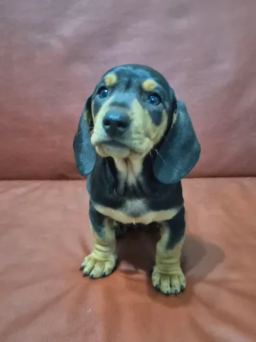 Dashaund