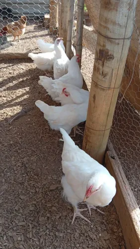 Galinha Plymouth rock white a venda!