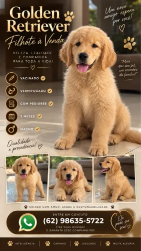 Filhote Golden Retriever