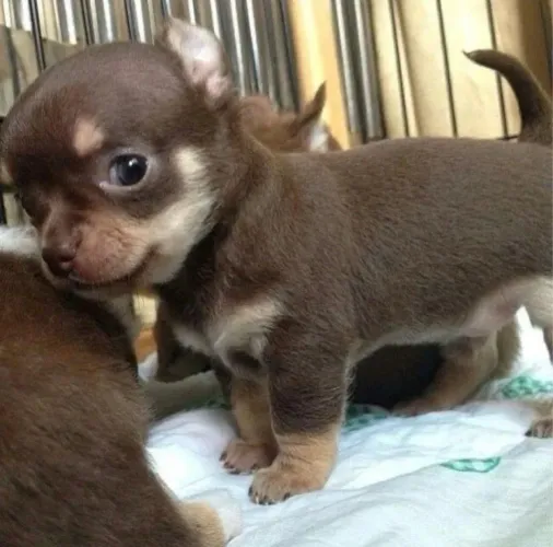 Chihuahua pelo curto e longo