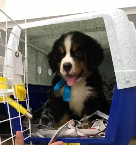 Bernese Mountaing Dog trabalhamos com mais de 20 raças.