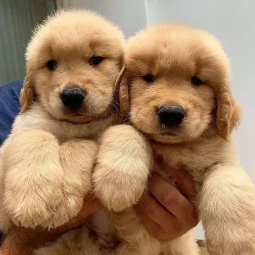 Golden Retriever filhotes entrega hoje