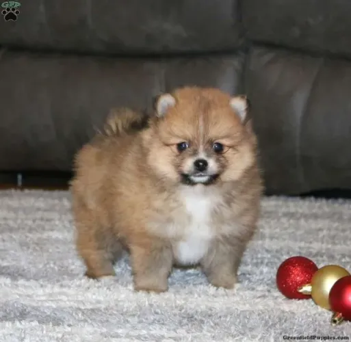 Pronto pra família! Vacinado, saudável e pronto pra ir pra sua casa hoje ?