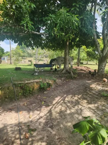 Área de 750 x 1.250 o valor do m² 3,20 na BR 174 km 20 3.000.000